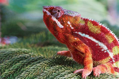 All About Panther Chameleons: The Ultimate Guide - Reptiles Life