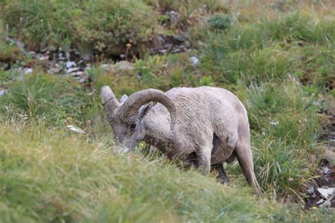 Bighorn Sheep Glacier National Park Montana USA Stock Image - Image of ...