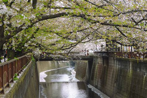 Hanami along the Meguro River — WHEN IN TOKYO | Tokyo's Art, Design and ...