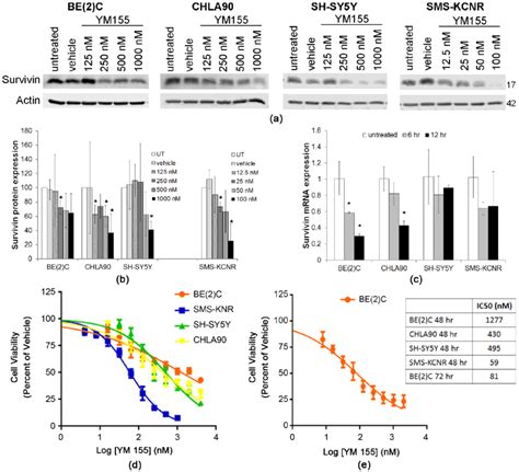 Ym Inhibits Survivin Expression In Neuroblastoma Cell Lines A