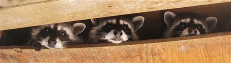 raccoon in attic | Georgia Insulation LLC