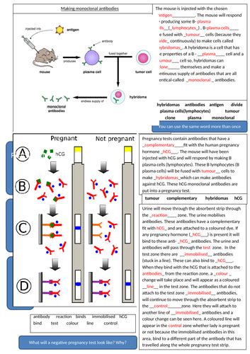 Aqa 9 1 Monoclonal Antibodies Teaching Resources