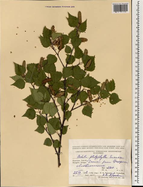 MW0175018, Betula platyphylla (Береза плосколистная), specimen