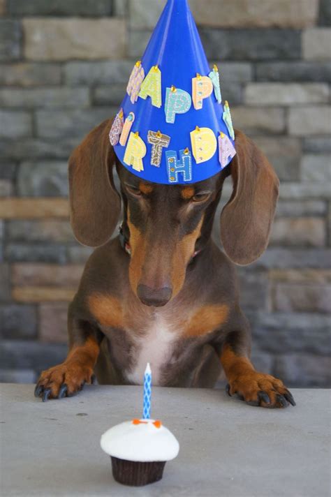 Make A Wish Rex Chocolate And Tan Mini Dachshund Birthday Happy Birthday Dachshund