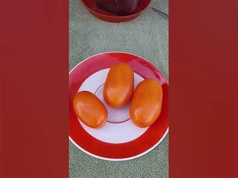 Сибирь. Томат Елисей. Обзор с дегустацией. - YouTube