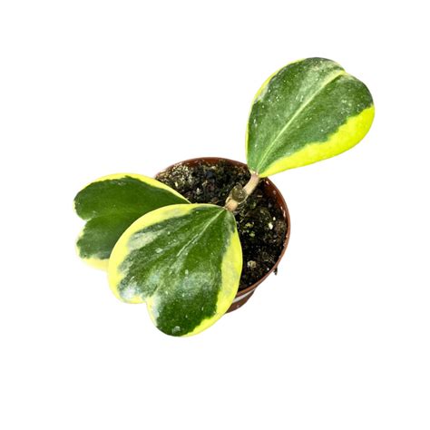 Hoya kerrii 'Variegata' - inplanted.hu