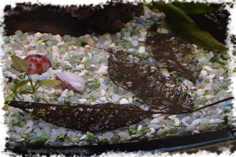 Листья дуба, миндаля, шишки ольхи в аквариуме - Уход и оформление ...