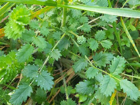 pimpernel – Kleine pimpernel – Sanguisorba minor | Houtem Natuur ...