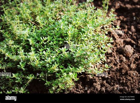 Closeup Lemon Thyme Leaves From The Herb Garden Thymus Citriodorus Or