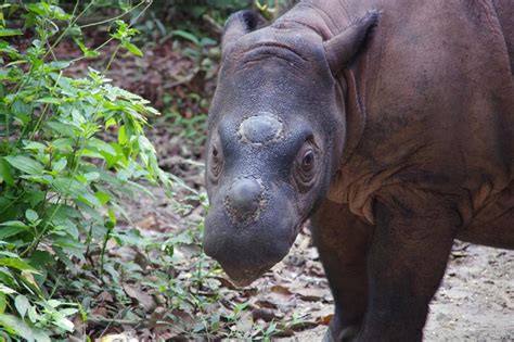 conservation journeys