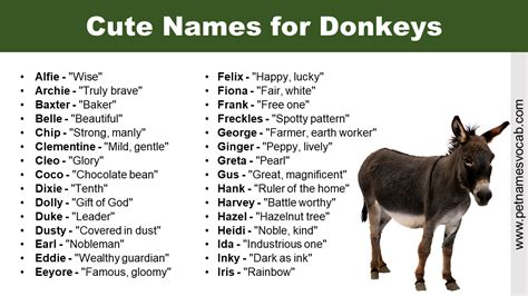 Cute Names For Donkeys Pet Pet Names Vocab