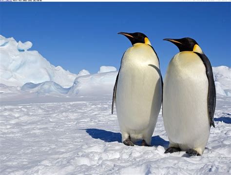 Appearance - Emperor Penguins