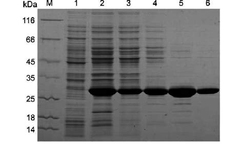 Sdspage Analysis Of Taggfp Protein Purification The Gel Was Stained