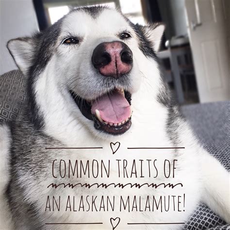 11 Common Traits of an Alaskan Malamute – Fantastic Furries