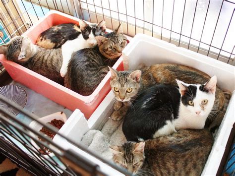 さいたまで保護猫譲渡会 多頭飼飼育崩壊で保護された猫18匹が里親を待つ 大宮経済新聞