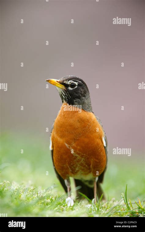 American Robin Turdus Migratorius Migratorius Eastern Subspecies