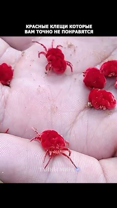 Красные монстры - YouTube