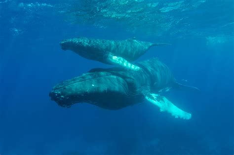 Animal Mais Pesado Do Mundo - Baleia-azul volta a ser considerada o animal mais pesado da Terra