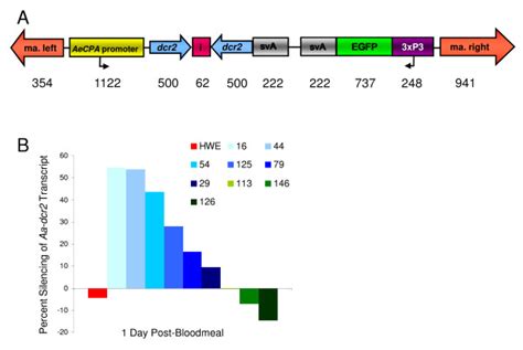 Transgene design to silence Aa-dcr2 in the midgut of bloodfed females... | Download Scientific ...