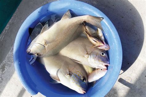 Excursi N Al R O Rojo Compartir Viaje Pesca En Alta Mar En Phu Quoc