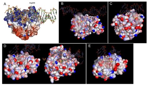 Cells Free Full Text Evolutionary Origins Of DNA Repair Pathways