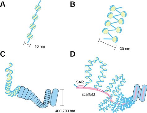 Hierarchical Models For Mitotic Chromosome Organization Schematic