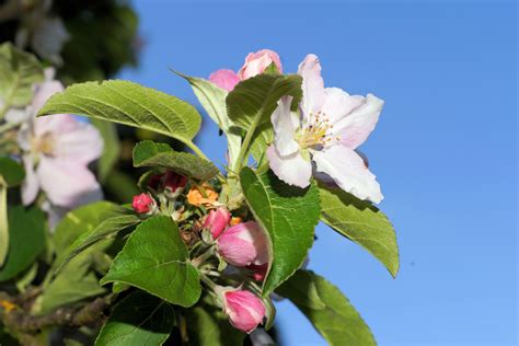 Fotos Gratis Naturaleza Rama Blanco Florecer Produce Botánica