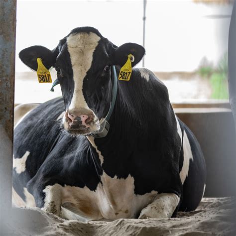 Discover How A Shorter Dry Period Can Enhance Rumen Function In Dairy