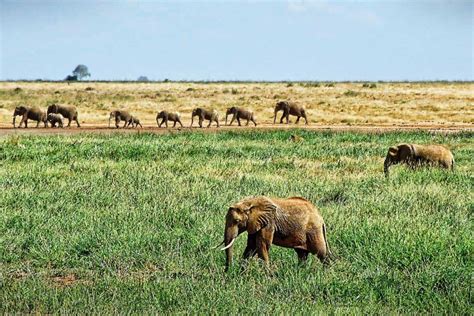 Where Do Elephants Live In Africa Wildlife Informer