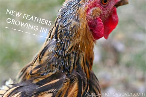 Losing Feathers Signs You Have A Chicken Molting