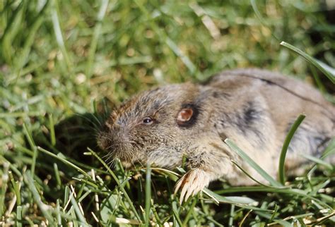 Castorimorpha | Missouri's Natural Heritage | Washington University in ...