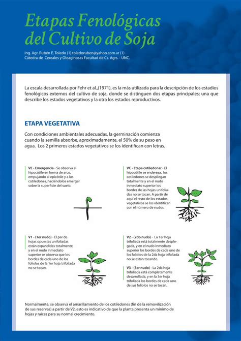 PDF Etapas Fenológicas del Cultivo de Soja DOKUMEN TIPS