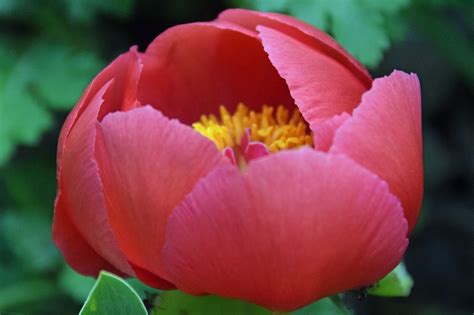 Southern Peony: May 2016