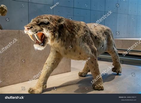 smilodon size smilodon skull gaston design