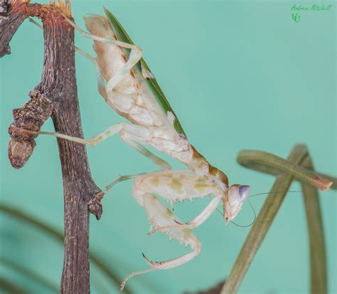 Indian Flower Mantis