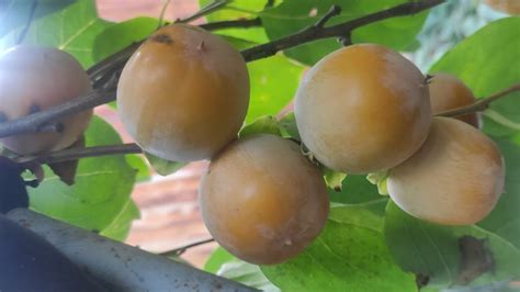 Хурма сорт Кэмпбелл, вкусная, ранняя, самая лучшая! - YouTube