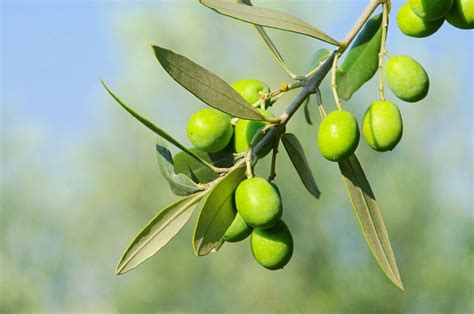 types of olive trees with pictures - Maximina Tenney