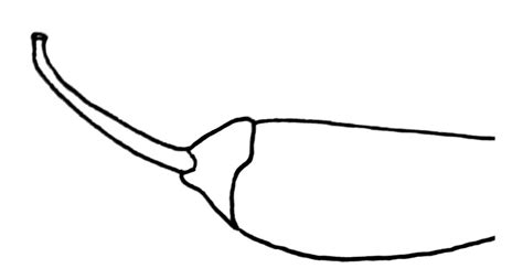 How To Draw A Hot Pepper Really Easy Drawing Tutorial Bujo Babe