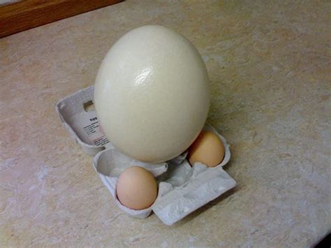 How to Cook an Ostrich Egg - HubPages
