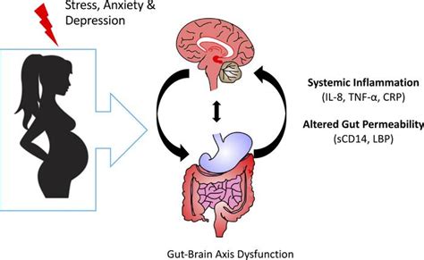 Jci Insight Identifying A Biological Signature Of Prenatal Maternal