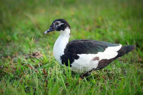 10 Effective Ways To Sex Your Muscovy Duck With Pictures Raising Ducks