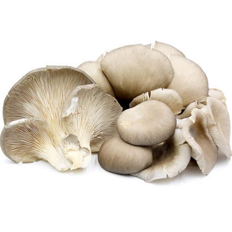 Buy Oyster Mushroom Spawn | Oyster Mushroom for sale | Prime Trippy Shop