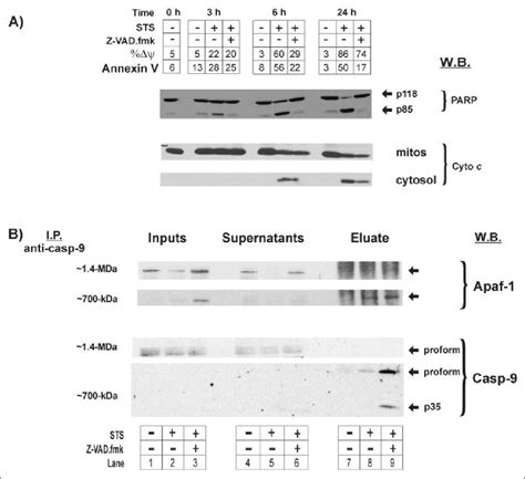 Staurosporine Induced Apoptosis In Mcf Wt Cells Is Accompanied By