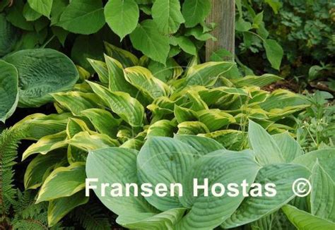 Hosta Don Stevens - Fransen Hostas