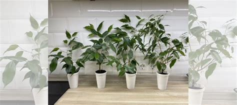 Фикус бенджамина купить в Екатеринбурге | Товары для дома и дачи | Авито