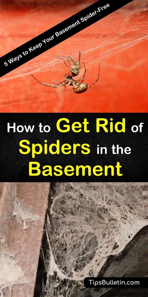 How To Get Rid Of Spiders In Basements Openbasement