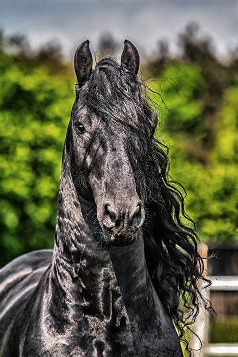stallion friesian portrait stock image image  horses