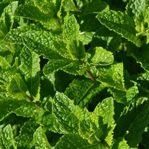 Мята колосистая Марокканиш Минце С1,5 купить за 450 р. в садовом центре ...