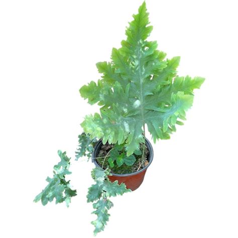 Helecho Palma Azul Helecho Aureum Davana Plantado