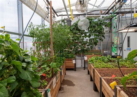 5 Essential Tips To Prepare Your Backyard Greenhouse For Cold Weather